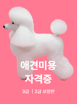 애견미용 자격증 3급·2급 보장반