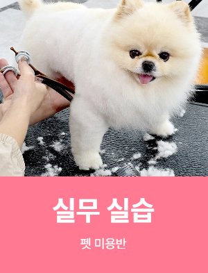 실무 실습 펫 미용반